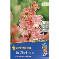 Cibule kvetov Kiepenkerl Mečík Fr. Coral lace 6 ks