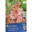 Cibule kvetov Kiepenkerl Mečík Fr. Coral lace 6 ks
