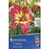 Cibule kvetov Kiepenkerl Ľalia Forever Linda 1 ks