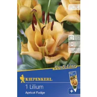 Cibule kvetov Kiepenkerl Ľalia Apricot Fudge 1 ks