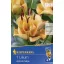 Cibule kvetov Kiepenkerl Ľalia Apricot Fudge 1 ks
