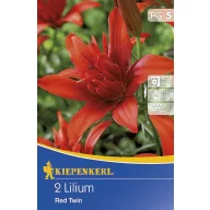 Cibule kvetov Kiepenkerl Ľalia Red Twin 2 ks