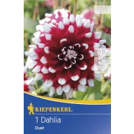Cibule kvetov Kiepenkerl Dália Duett 1 ks