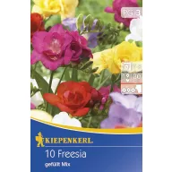 Cibule kvetov Kiepenkerl Frézia zmes farieb 10 ks