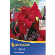 Cibule kvetov Kiepenkerl Canna Black Knight rot 1 ks