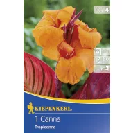 Cibule kvetov Kiepenkerl Canna Tropicana 1 ks