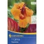 Cibule kvetov Kiepenkerl Canna Tropicana 1 ks