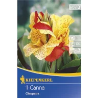 Cibule kvetov Kiepenkerl Canna Cleopatra rot-gelb 1 ks