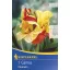 Cibule kvetov Kiepenkerl Canna Cleopatra rot-gelb 1 ks