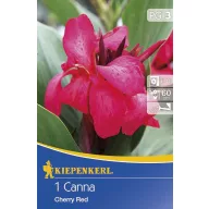 Cibule kvetov Kiepenkerl Canna Cherry Red kirschrot 1 ks