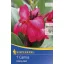 Cibule kvetov Kiepenkerl Canna Cherry Red kirschrot 1 ks