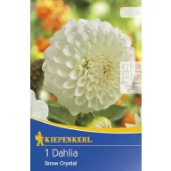 Cibule kvetov Kiepenkerl Dália Snow Kristall 1 ks