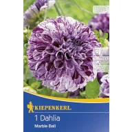 Cibule kvetov Kiepenkerl Dália Marble Ball 1 ks