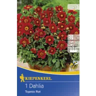Cibule kvetov Kiepenkerl Dália Topmix červená 1 ks