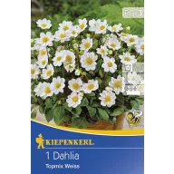 Cibule kvetov Kiepenkerl Dália Topmix biela 1 ks