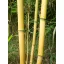 Bambusová tyč 240 cm 24-26 mm