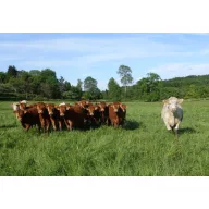   Profesionálne trávne osivo zmes Taurus (pasienok pre rožný dobytok) 25 kg