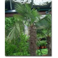 Čínska konopná palma (Trachycarpus fortunei) 5 semien
