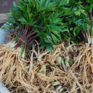 Pravý ženšen (Panax ginzeng) 5 semien