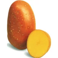 Zemiaky na sadenie "Laura" 5 kg