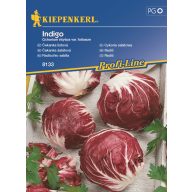 Šalát Radicchio Indigo 40 semien Kiepenkerl