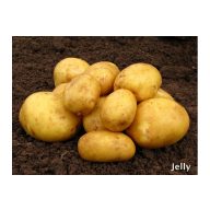 Sadzobné hľuzy zemiaka Corinna 50 ks