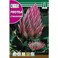 Cukorcserje Cynaroides (Protea Cynaroides) 6g Rocalba
