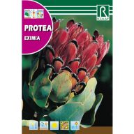 Cukrový ker Eximia (Protea Eximia) 6 g Rocalba