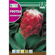 Cukrový ker Grandiceps (Protea grandiceps) 6 semien Rocalba