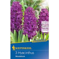 Cibuľky kvetov Hyacint Woodstock 3 ks Kiepenkerl