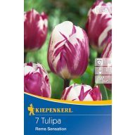 Cibuľky tulipánov Triumph Rems Sensation 7 ks Kiepenkerl