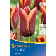 Cibuľka kvetu Tulipán Triumph Muvota 7 ks Kiepenkerl
