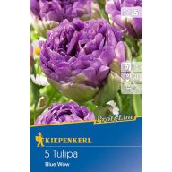Cibuľky tulipánu Blue Wow 5 ks Kiepenkerl