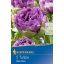 Cibuľky tulipánu Blue Wow 5 ks Kiepenkerl