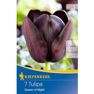 Cibuľka tulipánu Queen of Night 7 ks Kiepenkerl