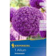 Cibuľovina okrasný cesnak Ambassador 1 ks Kiepenkerl