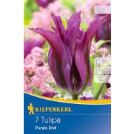 Cibuľky tulipánu Tulipán Purple Doll 7 ks Kiepenkerl
