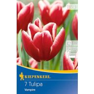 Cibuľky tulipánov Vampire 7 ks Kiepenkerl