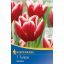 Cibuľky tulipánov Vampire 7 ks Kiepenkerl