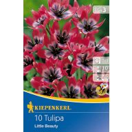 Cibuľky tulipánu Little Beauty 10 ks Kiepenkerl