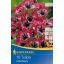 Cibuľky tulipánu Little Beauty 10 ks Kiepenkerl