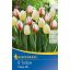 Cibuľky tulipánov Happy mix 8 ks Kiepenkerl