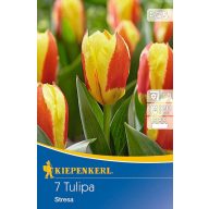 Cibuľky tulipánu Stresa 7 ks Kiepenkerl