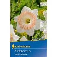 Cibuľky narcisu British Gamble 5 ks Kiepenkerl