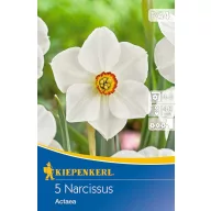 Cibuľky narcisu Actaea 5 ks Kiepenkerl