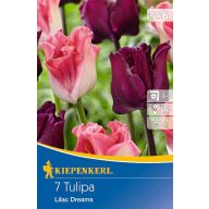   Kvetinové cibuľky Tulipán farebná zmes Lilac Dreams 7 ks Kiepenkerl