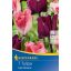 Kvetinové cibuľky Tulipán farebná zmes Lilac Dreams 7 ks Kiepenkerl