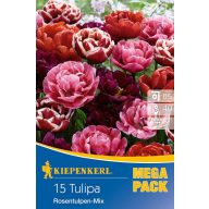   Cibuľky kvetov Tulipán plnokvetý Mega balenie Mix ružových tulipánov 15 ks Kiepenkerl