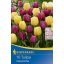 Cibuľky tulipánov mix Colourful Flair 10 ks Kiepenkerl