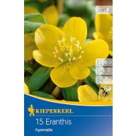 Cibuľky zimovky (Eranthis hyemalis) 12 ks Kiepenkerl